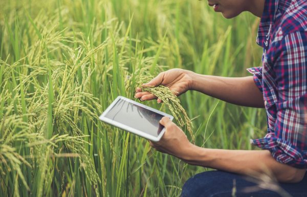 granjero-pie-campo-arroz-tableta_1150-6062