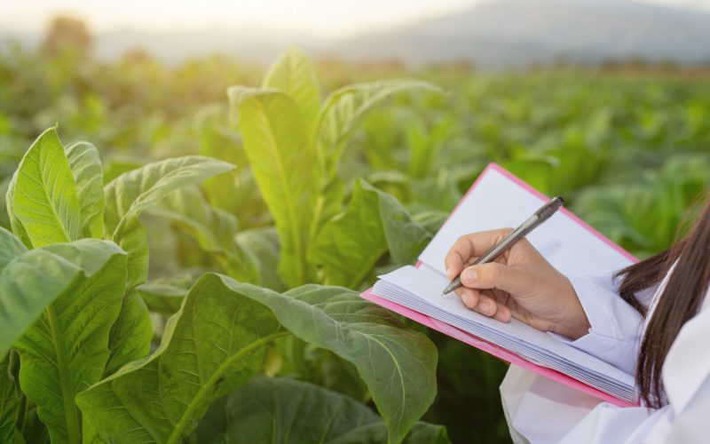 investigadoras-examinaron-hojas-tabaco_1150-5873