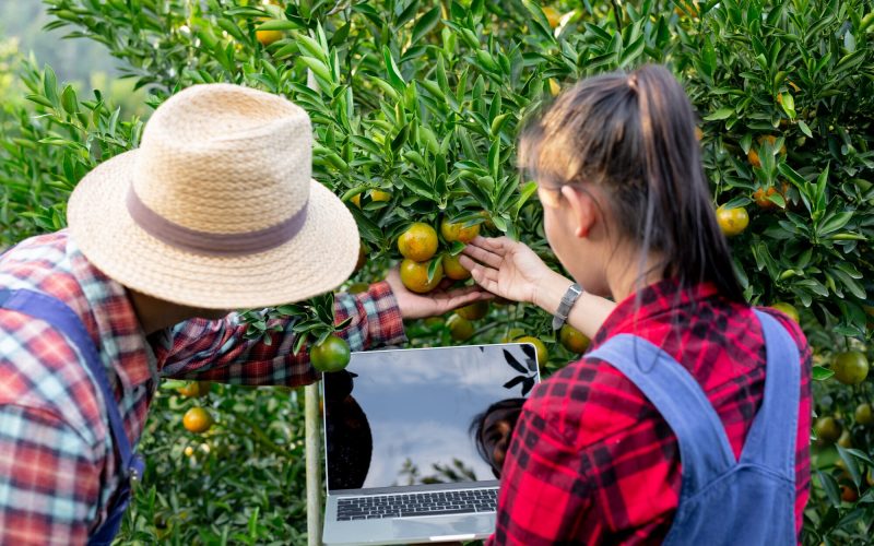 jovenes-agricultores-estan-recogiendo-naranja_1150-5724
