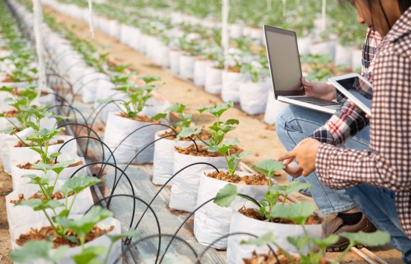 mujer-joven-controlando-plantacion_1150-10390