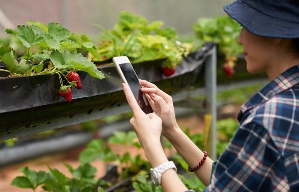 tiro-sobre-hombro-mujer-jardinero-tomando-tiro-fresa-madura_1098-19393