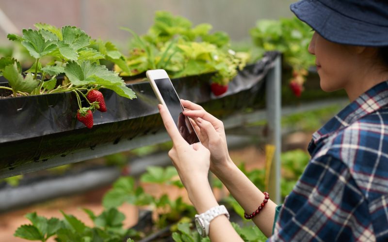 tiro-sobre-hombro-mujer-jardinero-tomando-tiro-fresa-madura_1098-19393