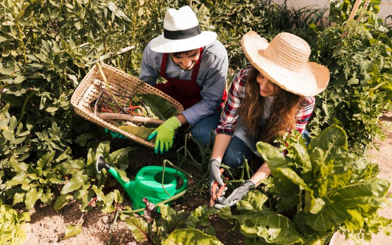 vista-aerea-jardinero-masculino-femenino-que-trabaja-huerto_23-2148165279